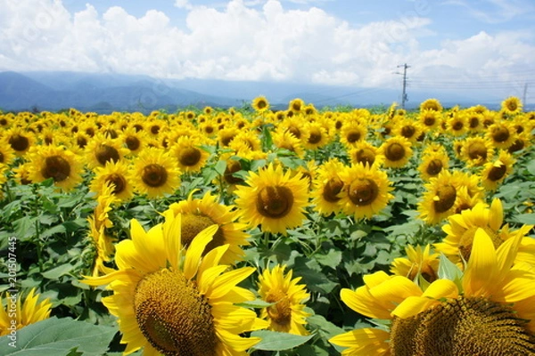 Obraz ひまわり畑