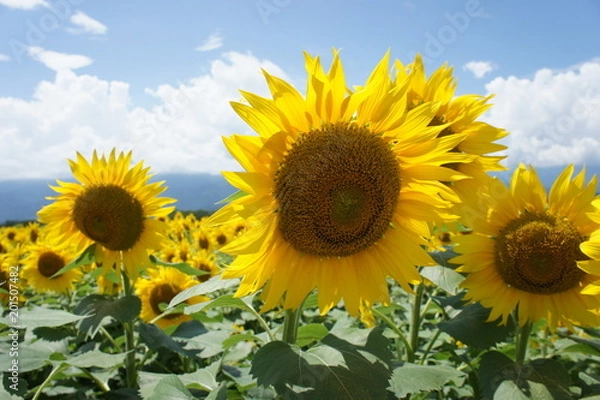 Obraz ひまわり畑