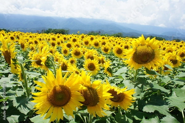 Obraz ひまわり畑