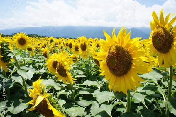 Obraz ひまわり畑