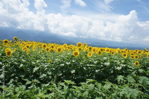 Obraz ひまわり畑