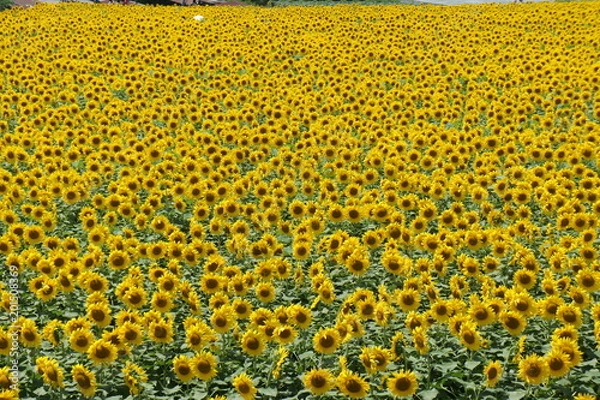 Obraz ひまわり畑