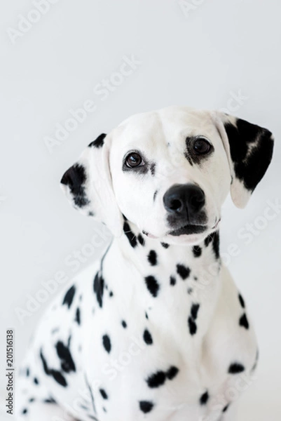 Obraz one cute dalmatian dog isolated on white