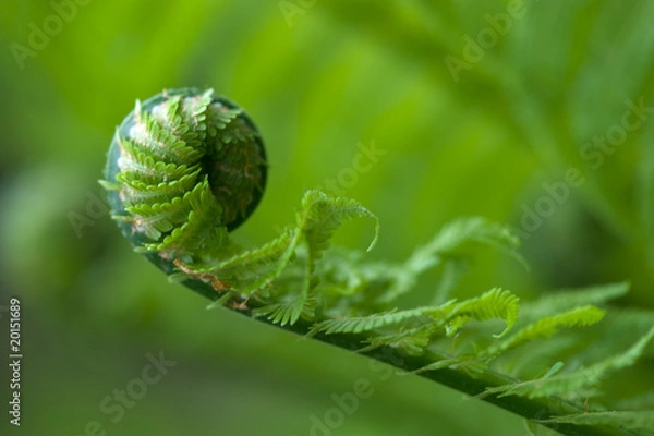 Obraz fern
