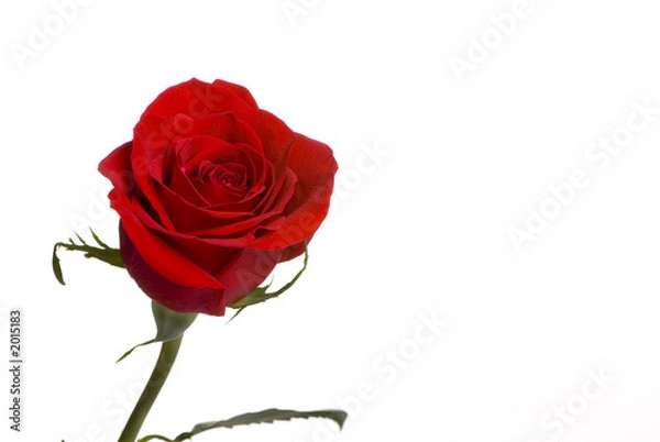 Fototapeta red rose 3
