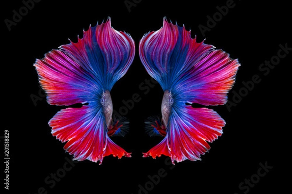 Obraz Siamese fighting fish (Betta splendens)