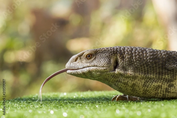 Fototapeta Savannah Monitors (Varanus exanthematicus)