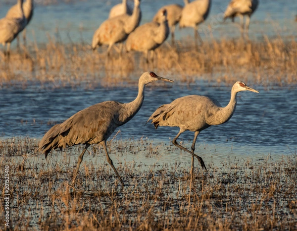 Fototapeta Sandhill Cranes in Bosque Del Apache