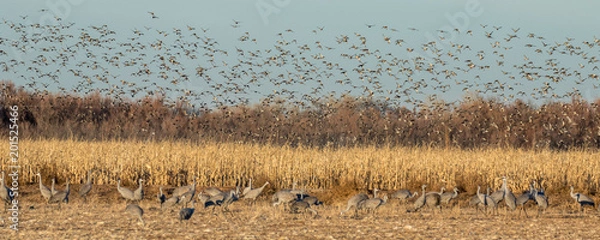 Fototapeta Flock of Cranes in Bosque Del Apache