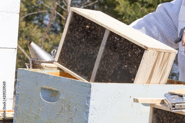Fototapeta Installing a bee package