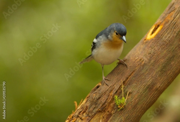 Fototapeta Detailed view of a color subspecies of a chaffinch living in the Canary Islands