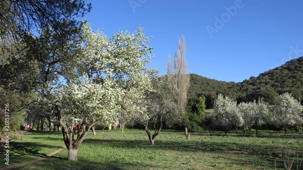 Obraz Spring blossoms in orchard