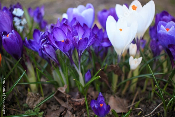 Fototapeta Шафран 