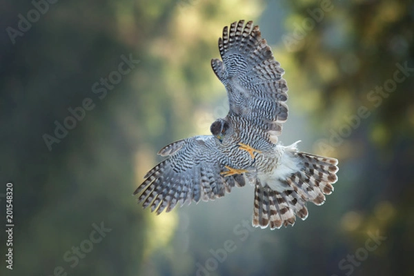 Obraz Brown goshawk, Accipiter fasciatus in a deep forest. Close up of beautiful bird of prey in its natural environment. Predator flying its habitat. Dark forest, morning with sun rays.