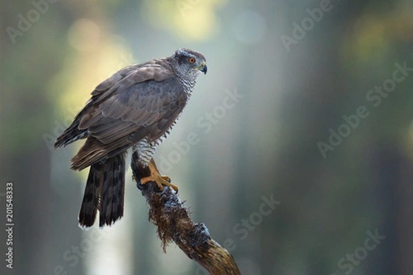 Fototapeta Brązowy jastrząb, Accipiter fasciatus w głębokim lesie. Zamknij się z pięknym ptakiem drapieżnym w jego naturalnym środowisku. Drapieżnik siedzący na okonie w swoim środowisku. Ciemny las, poranek w promieniach słońca.
