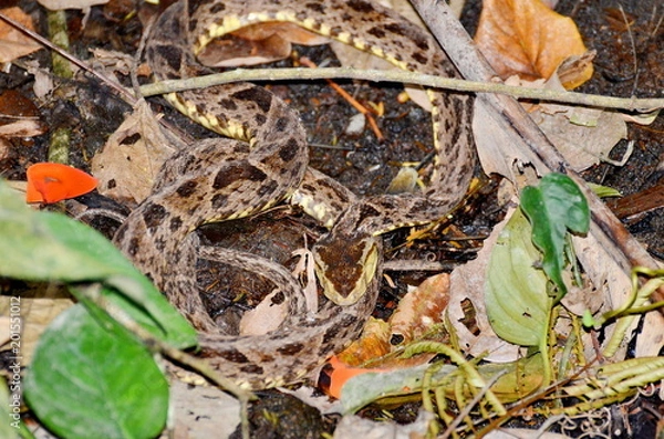 Fototapeta Fer-de-lance snake in the wild