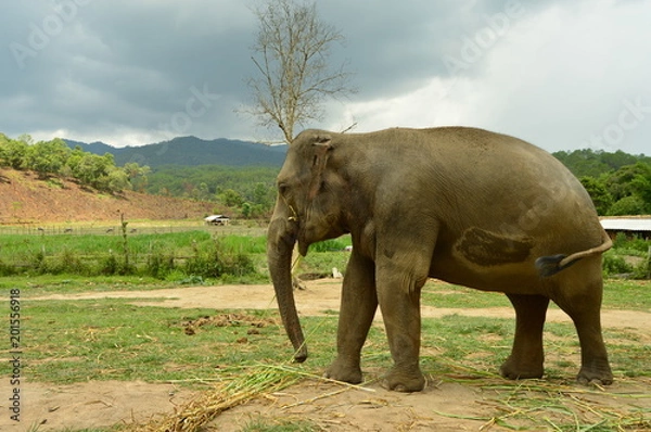 Obraz Elephant sanctuary 1
