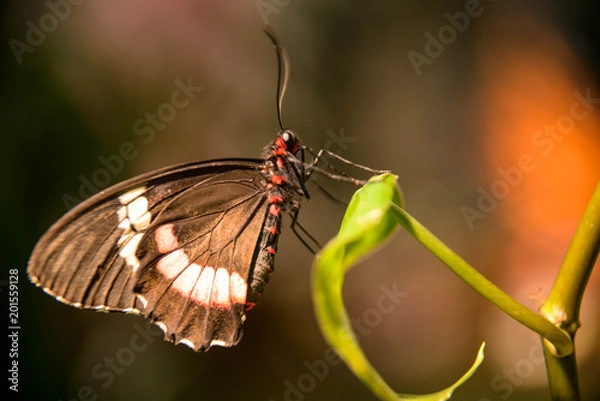 Fototapeta butterfly on a sheet