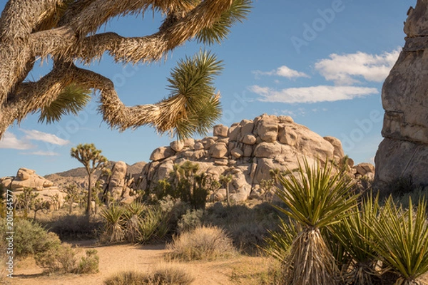 Obraz joshua tree