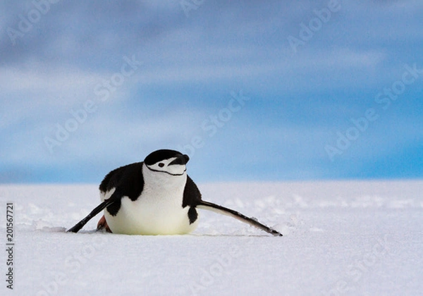 Fototapeta Chinstrap penguin (Pygoscelis antarcticus) sliding on white snow against a blue sky, Antarctica