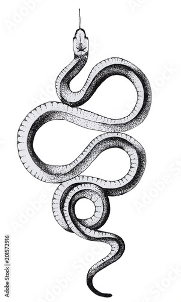 Obraz Ink crooked snake