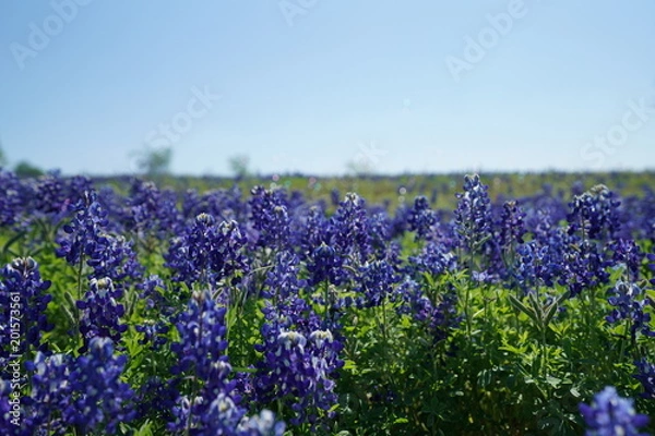 Obraz Countryside view of Bluebonnet Trails in North Texas