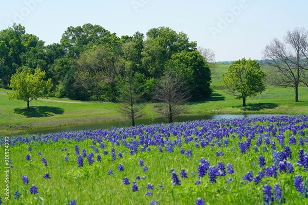 Obraz Countryside view of Bluebonnet Trails in North Texas