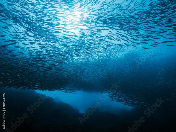 Obraz School of fish