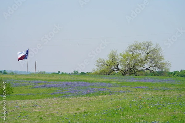 Obraz View of a Texas Flag along the Ennis Bluebonnets Trail during spring time showing the wildflowers in bloom