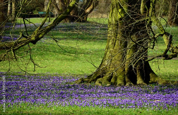 Obraz Krokusblüte in Husum