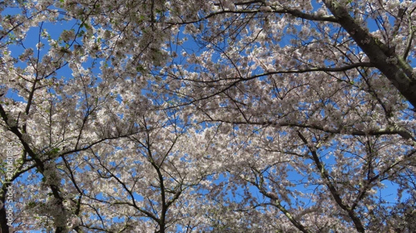 Obraz Pink and White Spring-Blooming Trees