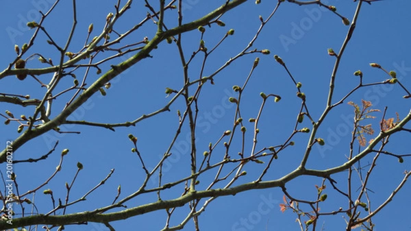 Obraz Tree Buds Against Blue Sky