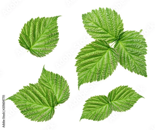 Obraz Raspberry leaves isolated on white background
