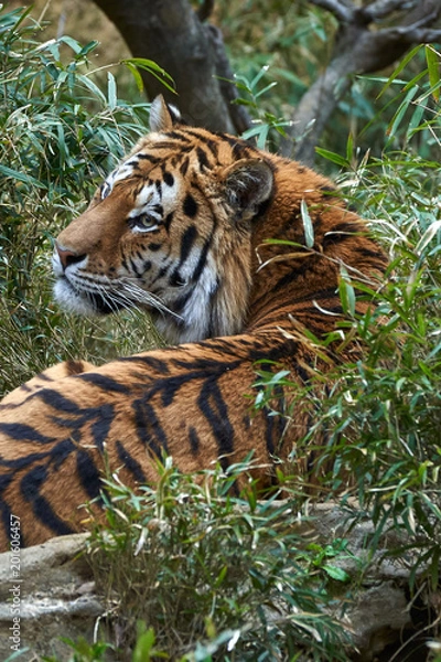 Obraz 竹藪の中のトラ