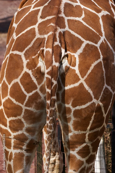 Obraz キリンの尻