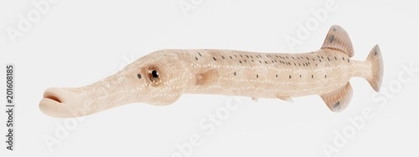 Obraz Realistic 3D Render of Trumpetfish