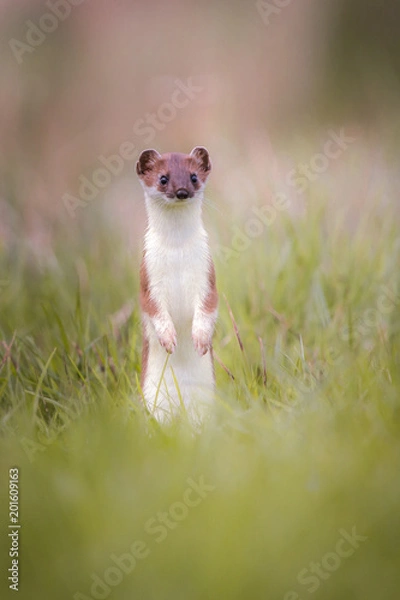 Fototapeta weasel in the grass in springtime in natural habbitat