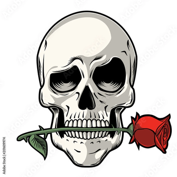 Fototapeta Hand Drawn Skull with a Rose - Skull with funny look holding a rose between his teeth