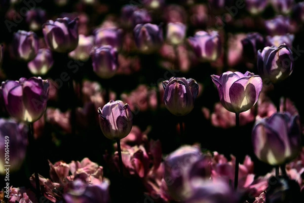 Fototapeta チューリップ