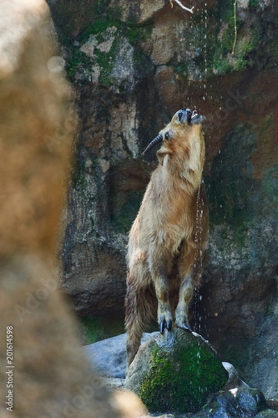 Fototapeta 水を飲むゴールデンターキン
