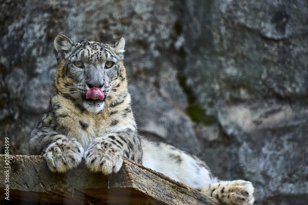 Fototapeta 舌を出すユキヒョウ