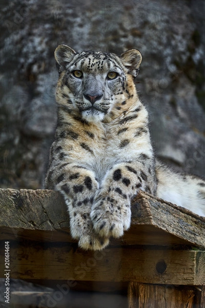 Fototapeta 見つめるユキヒョウ