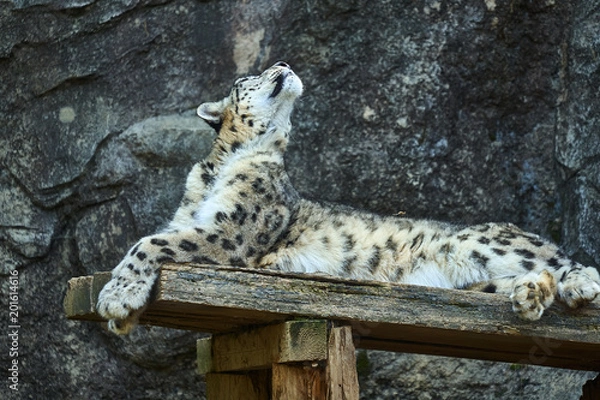 Fototapeta においを嗅ぐユキヒョウ