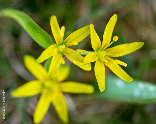 Fototapeta Small yellow flowers.