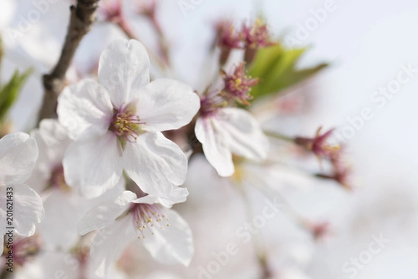 Fototapeta 尾道の桜
