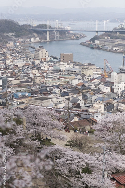 Fototapeta 尾道の桜
