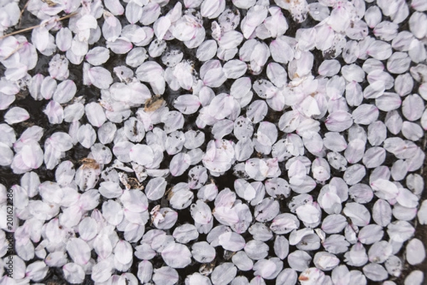 Fototapeta 尾道の桜
