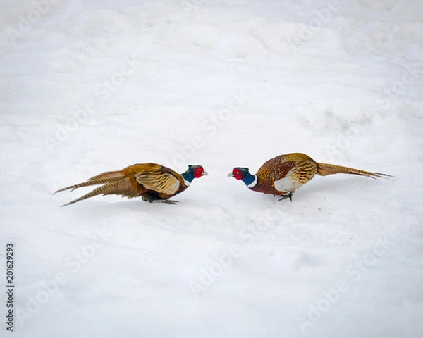 Fototapeta Backyard wildlife, pheasant