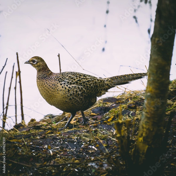 Fototapeta Backyard wildlife, pheasant