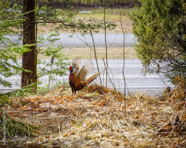 Fototapeta Backyard wildlife, pheasant
